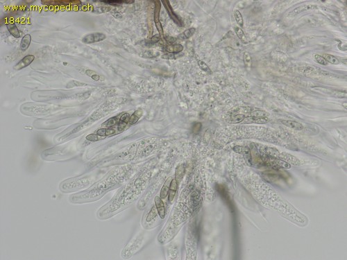 Capronia pilosella - 