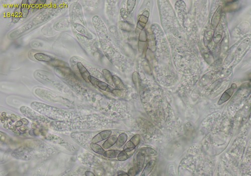 Capronia pilosella - 