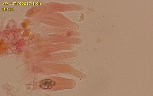 Capronia pilosella - 