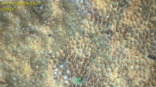 Phellinus ferruginosus - 