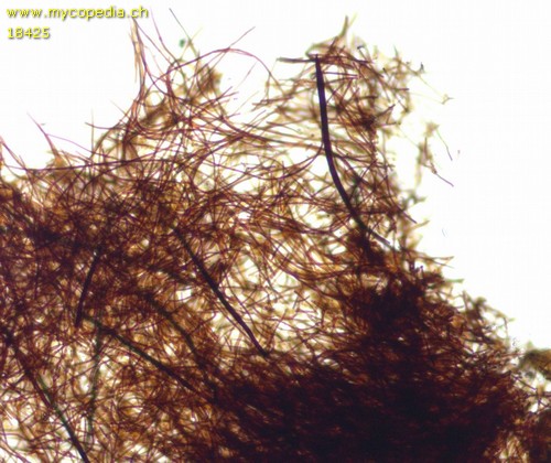 Phellinus ferruginosus - 