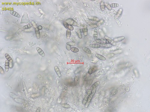 Capronia pilosella - 