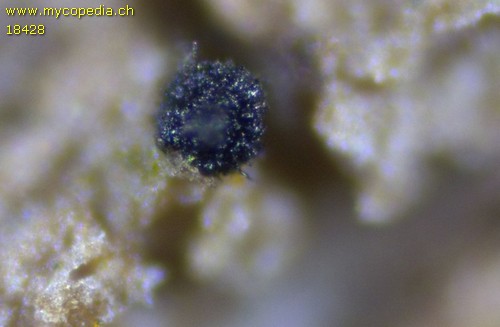 Capronia pilosella - 