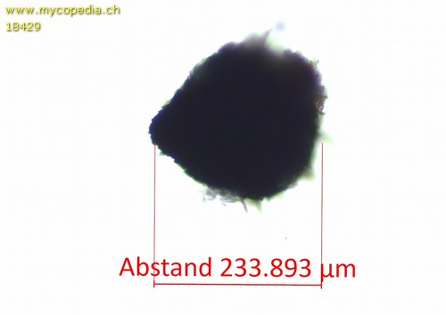 Capronia pilosella - 