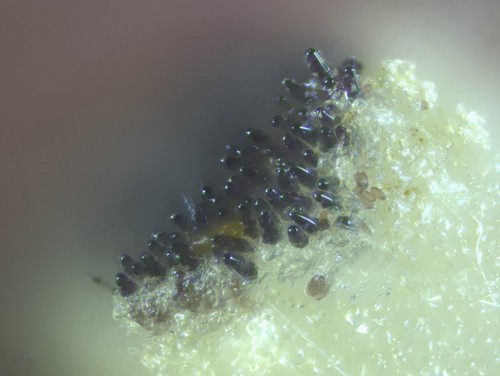 Ascobolus michaudii - 