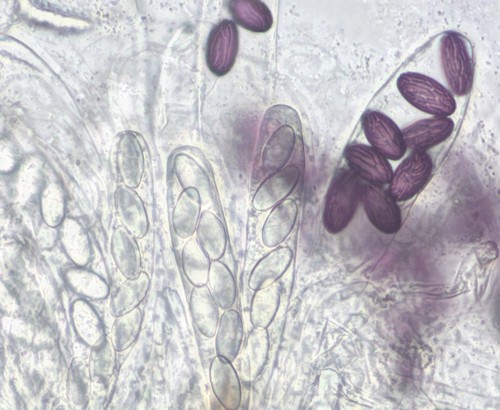 Ascobolus michaudii - 