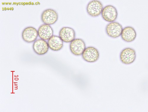 Enteridium lycoperdon - 