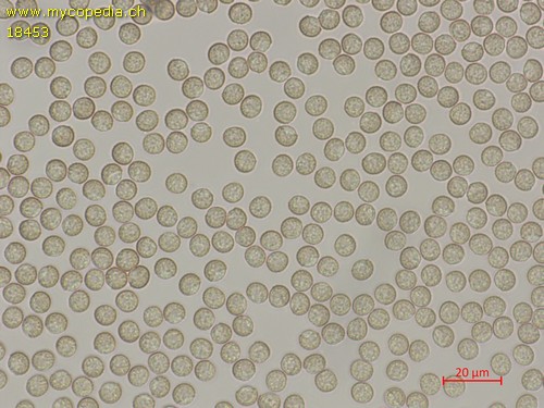 Enteridium lycoperdon - 