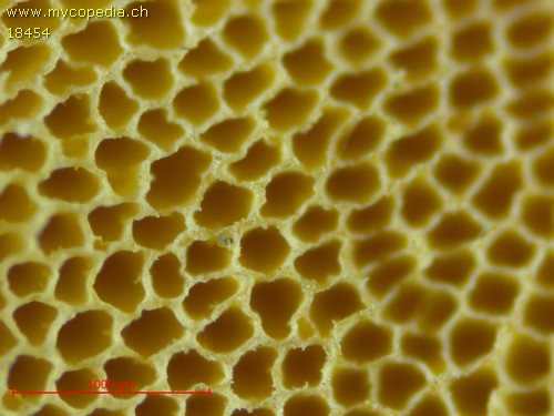 Trametes pubescens - 