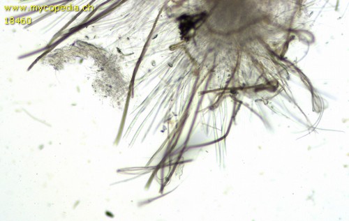 Glyphium elatum - 