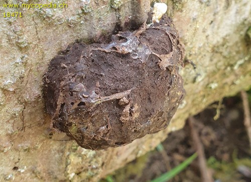 Enteridium lycoperdon - 