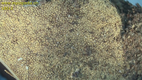 Elaphomyces granulatus - 