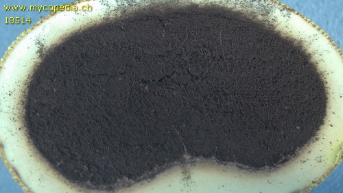 Elaphomyces granulatus - 