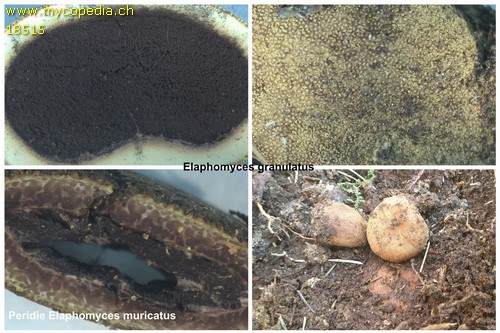 Elaphomyces granulatus - 