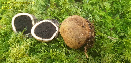 Elaphomyces granulatus - 