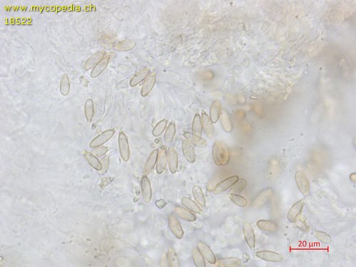 Hysterangium pompholyx - 