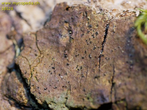 Rebentischia masssalongoi - 