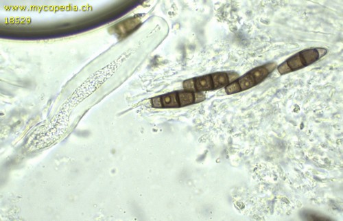 Rebentischia masssalongoi - 
