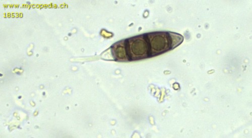 Rebentischia masssalongoi - 