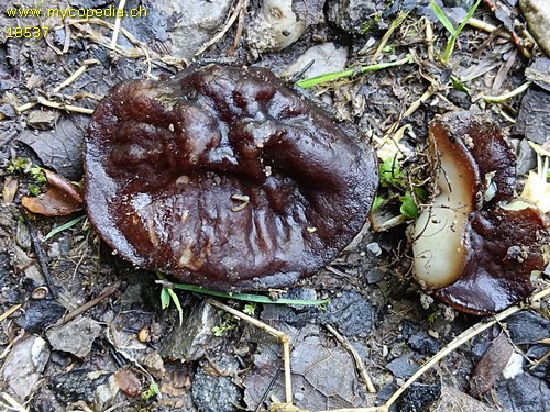 Pachyella violaceonigra - 