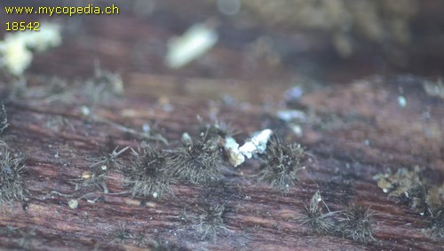 Echinosphaeria strigosa - 