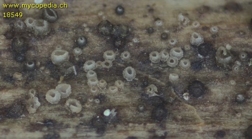 Olla millepunctata - 