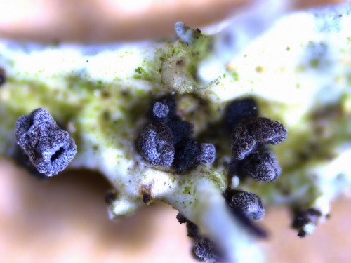 Unguiculariopsis lettaui - 