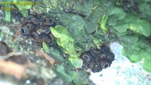 Godronia viburni - 