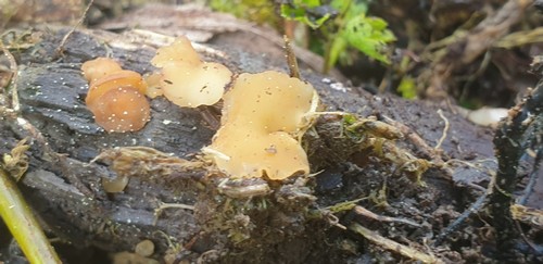 Hymenoscyphus pani - 