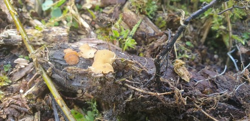 Hymenoscyphus pani - 