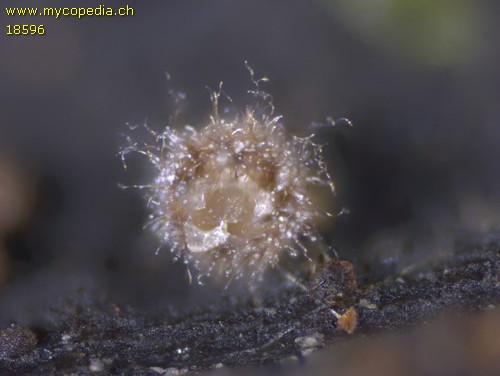 Lasiobelonium variegatum - 