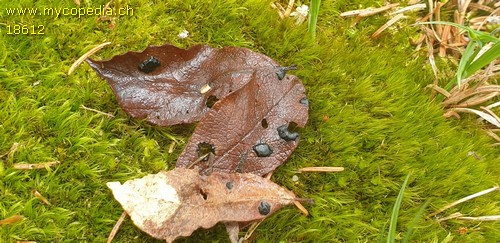 Rhytisma salicinum - 