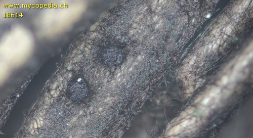 Herpotrichia juniperi - 