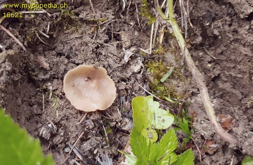 Peziza lilacinoalba - 