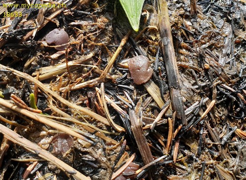 Geoscypha tenacella - 