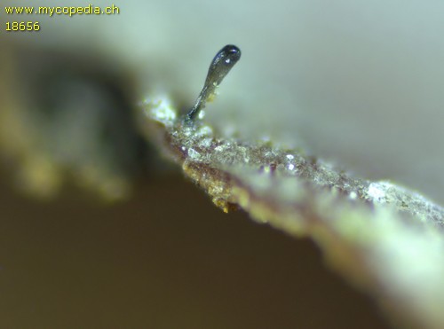Stenocybe pullatula - 