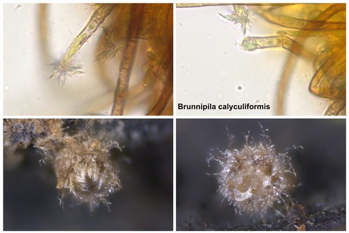 Lasiobelonium variegatum - 