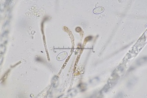 Geoscypha tenacella - 