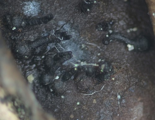 Calosphaeria princeps - 