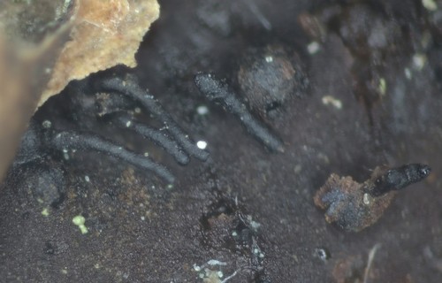 Calosphaeria princeps - 