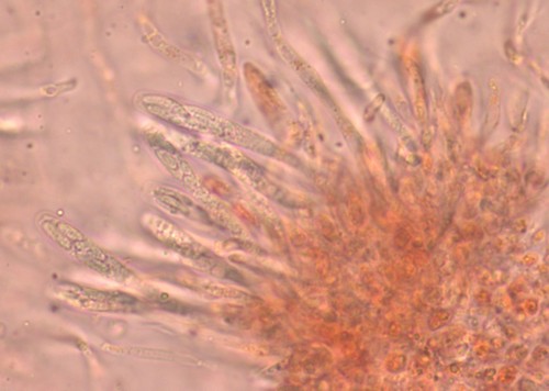 Calosphaeria princeps - 