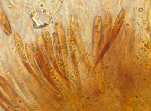 Calosphaeria princeps - Asci - Baral  - 