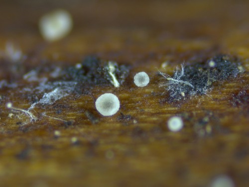 Mollisia sericeomarginata - 