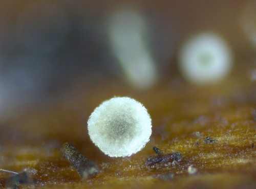 Mollisia sericeomarginata - 