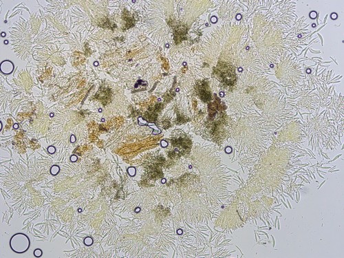 Mollisia sericeomarginata - 