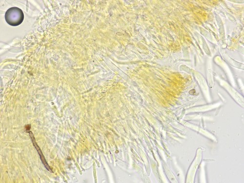 Mollisia sericeomarginata - 