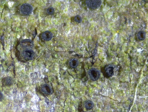 Catillaria nigroclavata - 