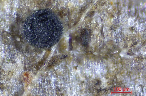 Catillaria nigroclavata - 