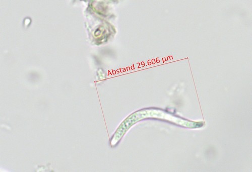 Leptosillia wienkampii - 