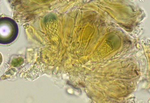 Leptosillia wienkampii -  - Melzers 